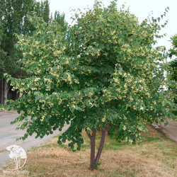 Липа маньчжурская