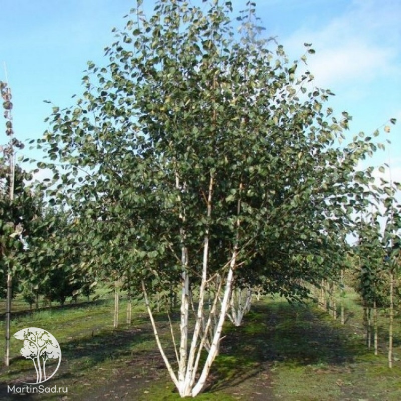 Береза повислая (Betula pendula)