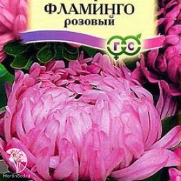 Астра Фламинго розовый, однолетняя (пионовидная)