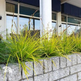 Осока Эверилло