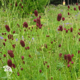 Кровохлёбка лекарственная Лам