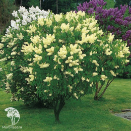 Сирень обыкновенная Примроуз