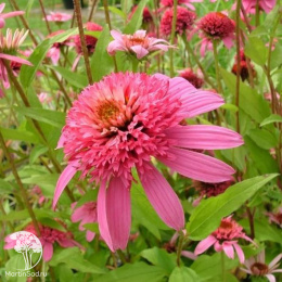 Эхинацея пурпурная Пинк Дабл Делайт