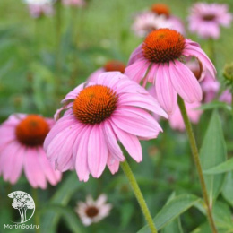 Эхинацея пурпурная Примадонна Дип Роуз