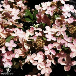 Гортензия метельчатая Полестар