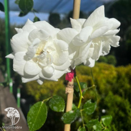 Роза плетистая Вайт Нью Даун