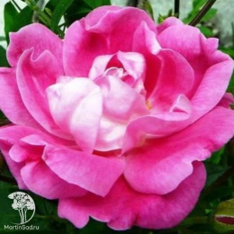 Роза канадская Уильям Баффин