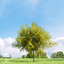 Робиния лжеакация белая Фризия