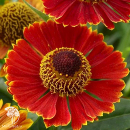 Гелениум гибридный