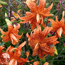 Лилия Флоре Плено