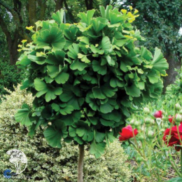 Гинкго билоба Марикен на штамбе