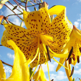 Лилия Йеллоу Тайгер