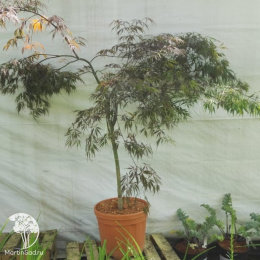 Клён веерный Тамукэяма