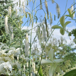 Кровохлебка мелкоцветковая