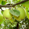 Сверхвыгодный комплект! Яблоня Юнга + опылитель яблоня Белый налив фото 1 