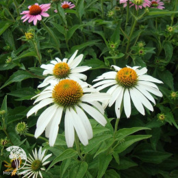 Эхинацея пурпурная белый микс