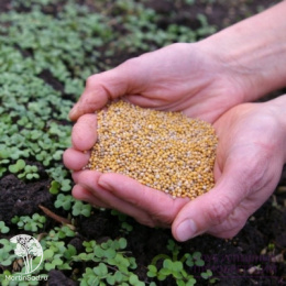 Горчица белая Семеновская