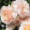 Роза парковая Серия Кулинарные розы Жорди Рока фото 1 