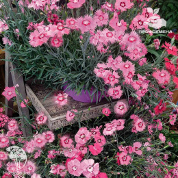 Гвоздика гратианополитанская Роуз Кварц