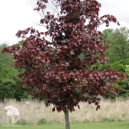 Клён остролистный Кримсон Кинг на штамбе