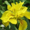 Ирис болотный (или желтый, или аировидный) Флоре Плено фото 3 
