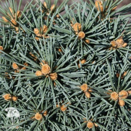 Ель колючая Брунек на штамбе