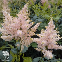 Астильба Юник Силвери Пинк