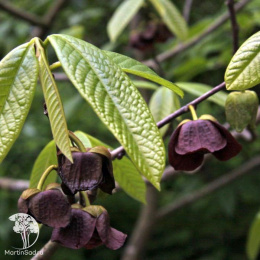 Азимина трёхлопастная