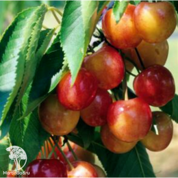 Вишня Бигаре Наполеон на штамбе