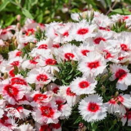 Гвоздика китайская Диана Пёрпл Центред Вайт