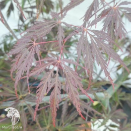 Клён веерный Тамукэяма