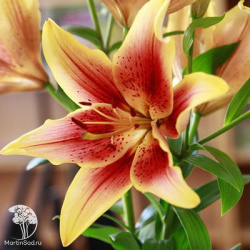 Лилия ОА-гибрид (OA)