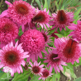 Эхинацея Секрет Аффаир