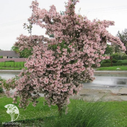Кольквиция прелестная Пинк Клауд