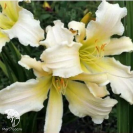 Лилейник Хевенли Керлс