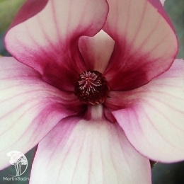 Магнолия Олд Порт