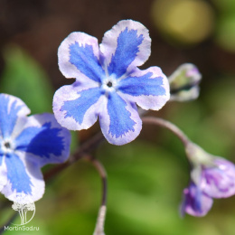 Пупочник каппадокийский Старри Айз