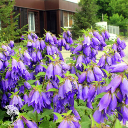 Колокольчик Сарастро