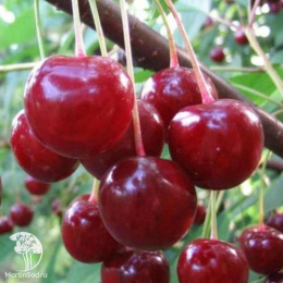 Вишня Десертная Морозовой