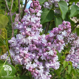 Сирень обыкновенная Генерал Першинг на штамбе