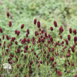 Кровохлёбка Битлевингс