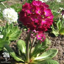 Примула мелкозубчатая Ред