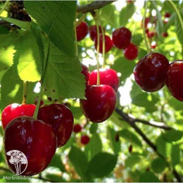 Вишня Любская