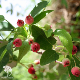 Ирга гладкая