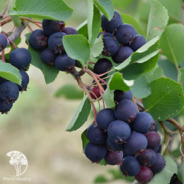Ирга канадская Принцесса Диана