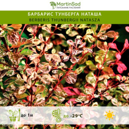 Барбарис тунберга Наташа