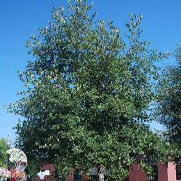 Ольха красная Пиннатис