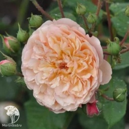 Роза парковая Серия Кулинарные розы Эвелин Вайлд