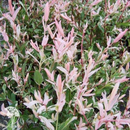 Ива цельнолистная Хакуро-Нишики на штамбе