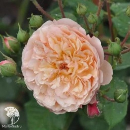 Фото Роза парковая Серия Кулинарные розы Эвелин Вайлд